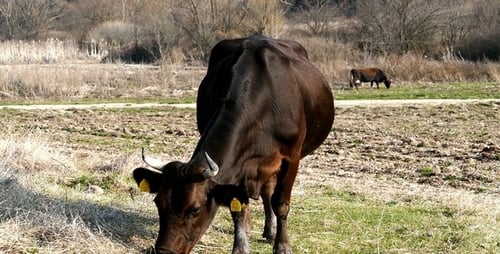 Herd of Cows in the Field 2