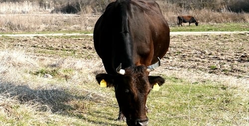 Herd of Cows in the Field 3