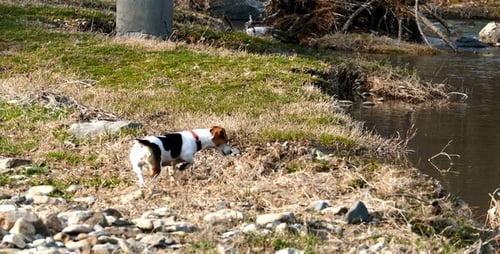 Dog on the Trail of a Wild Animal 4