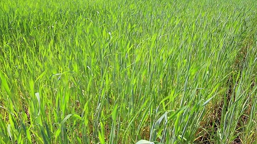 Green Wheat In Day