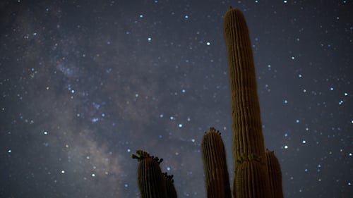Saguaro Cactus Silhouette Under a Starry Night Sky
