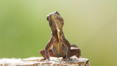 Lizard Mexico Wildlife 12
