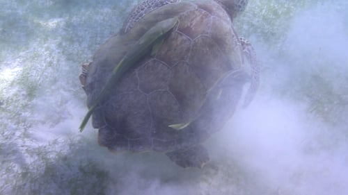 Unechte Unechte Unterwasserschildkröte Mexiko 53