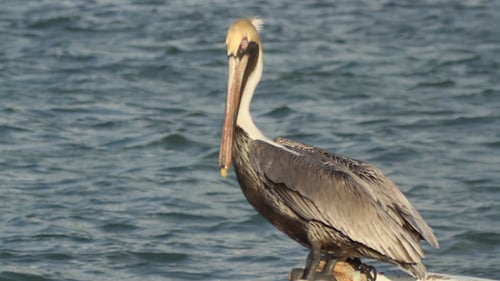 Brown Pelican