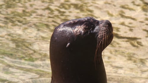 Sealion Mexique Wildlife 3