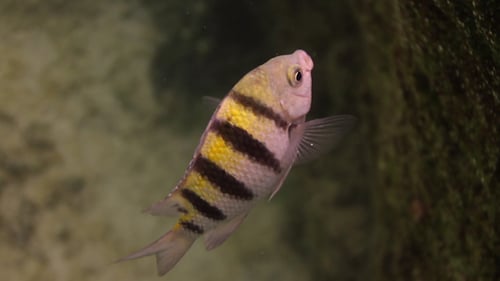 Karibische Fische unter Wasser 9