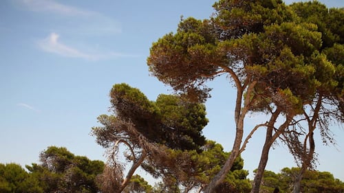 Mallorca Bosque 02