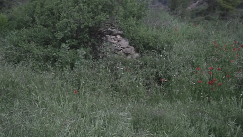 Beautiful Girl Countryside Spring 1