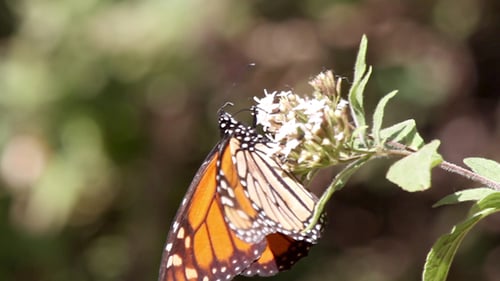 Schutzgebiet Monarch Butterfly Mexiko 17