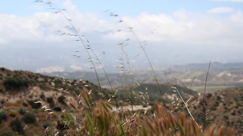 Grasses Swaying in the Breeze on Sunny Hillside