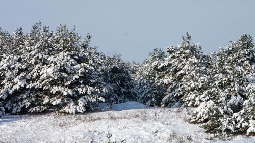 Winter Landscape - Snowy Forest