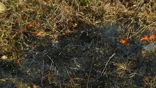 Burning Dry Grass In The Steppe