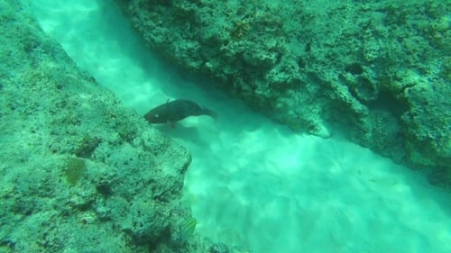 Tropische Fische