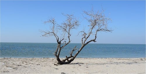 Bare Tree on Beach Meets the Calm Sea