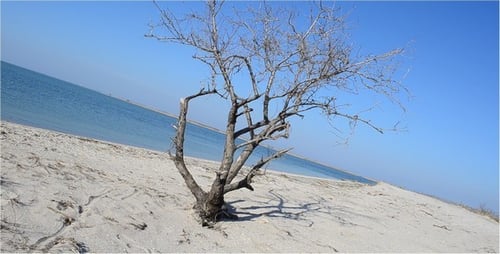 Tree 3