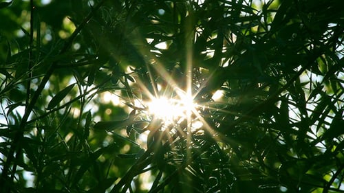 Sunlight Streams Through Vibrant Green Tree Leaves