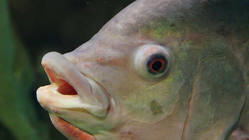 Big Siamese Carp