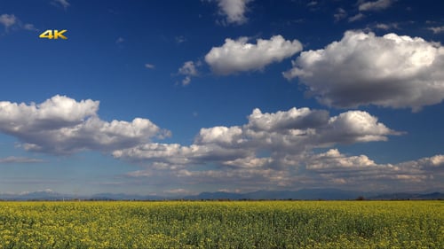 Green Field
