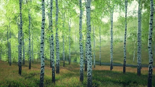 White Birch Trees in the Forest in Summer