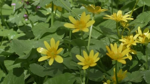Close Up of Vibrant Yellow Wildflowers in Sunlight