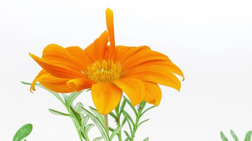 Flor de lirio gerber floreciente
