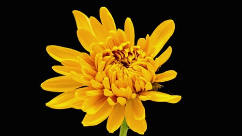 Blooming Yellow Flower Against Black Background Close Up