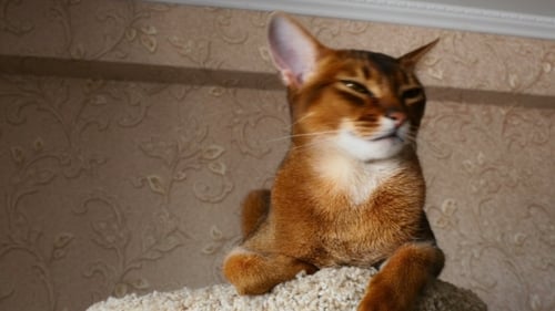 Abyssinian Cat