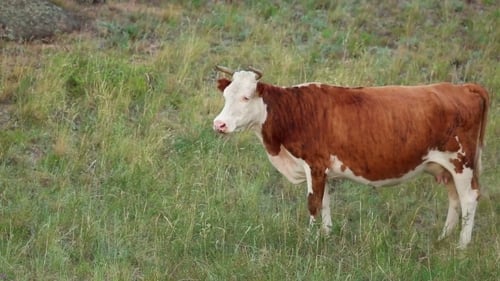 Cow Grazing in Grassy Rural Field on Sunny Day