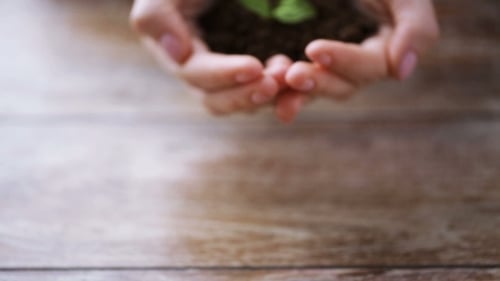 Hands Holding Soil With Small Plant Seedling