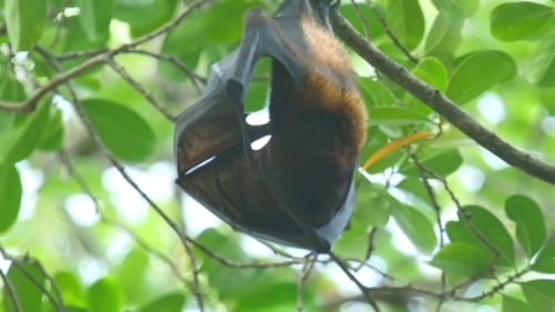 Fliegender Fuchs
