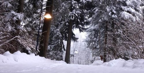 A Person Walking In The Forest In The Winter