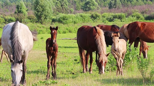 Horses And Foal Grazing On Pasture At Summer