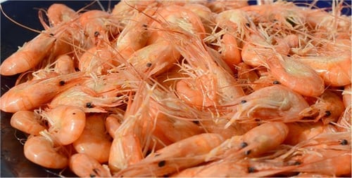 Cooked Prawns Displayed on a Blue Plate