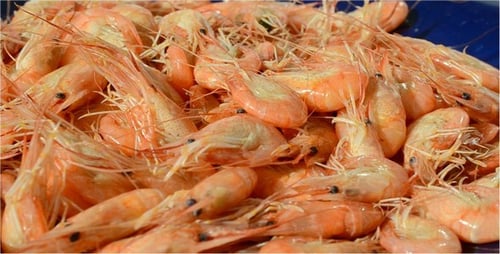 Heap of Delicious Shrimp on a Plate
