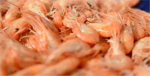 Pile of Cooked Shrimp Close Up