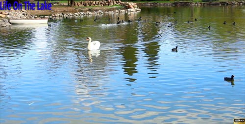 Leben im See
