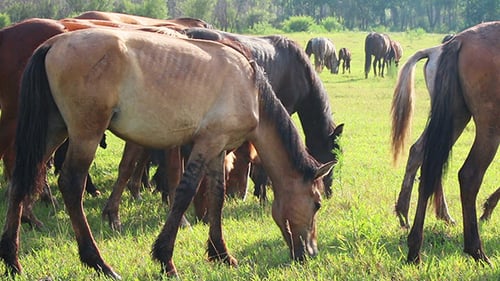 Herd of Horses Grazing on Green Pasture
