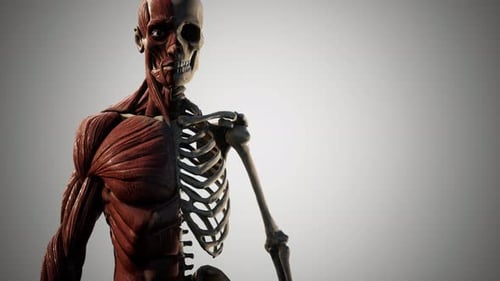 Human Body Anatomy: Half Muscle, Half Skeleton Animated Loop