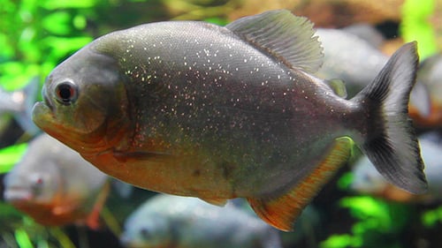 Piranhas Fische unter Wasser