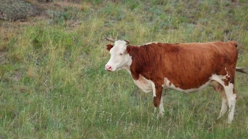 Grazing Cow