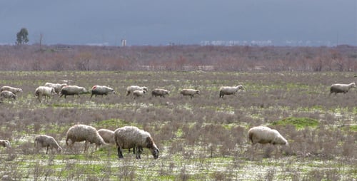 Schafe im Naturfeld