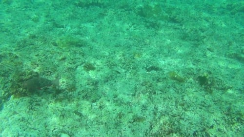 Tropische Fische