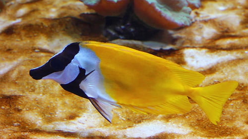 Gelber Kaninchenfisch