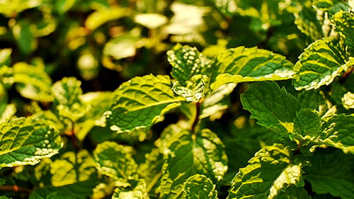 Field of Mints Leaf 02