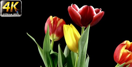Blooming Tulips Opening on a Black Background