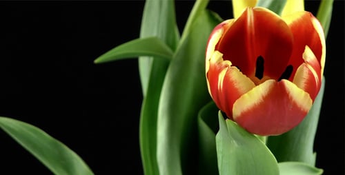 Red and Yellow Tulips Blooming in Time Lapse