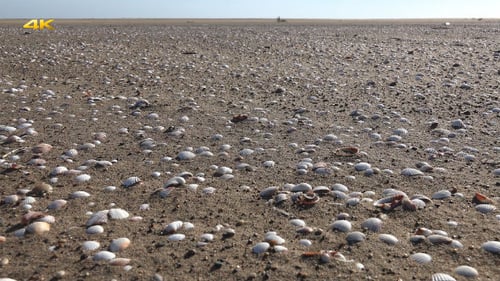 Clams on the Sandy Beach With Slider