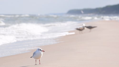 Lone Seagull Standing on a Sandy Beach