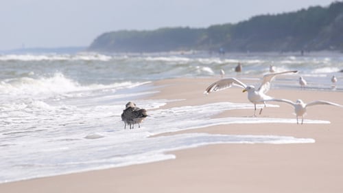 Seagulls Foraging Along the Tranquil Shoreline
