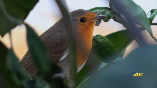 Natürliches Tierchen Rotkehlchen